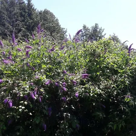 La Selva Di Nasio 말리아나